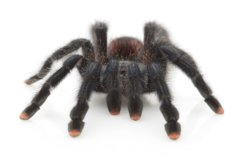 Pink Toe Tarantula For Sale, Pink Toe Tarantula For Sale Near Me, Pink Toe Tarantula For Sale Cheap, Pink Toe Tarantula For Sale Uk, Pink Toe Tarantula For Sale Canada, Pink Toe Tarantula For Sale Europe